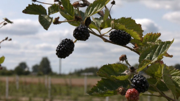 Ягоди, помідори, теплиці з квітами і гектари зернових: як господарює родина фермерів з Нововолинської громади | Новини Нововолинська
