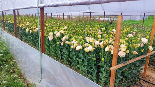 Ягоди, помідори, теплиці з квітами і гектари зернових: як господарює родина фермерів з Нововолинської громади | Новини Нововолинська