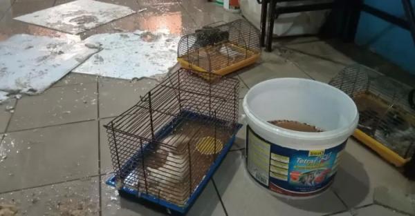После потопа на зоовыставке в Мариуполе погибли десятки крыс, ежей и шиншилл - Проишествия