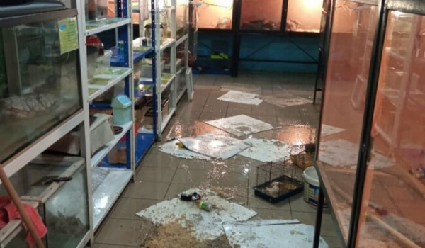 После потопа на зоовыставке в Мариуполе погибли десятки крыс, ежей и шиншилл - Проишествия