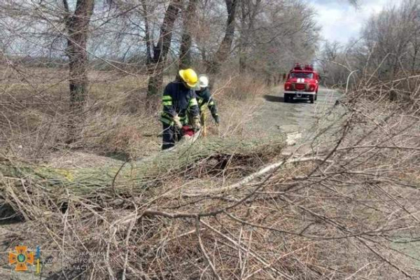 На Дніпропетровщині через сильний вітер ламаються дерева