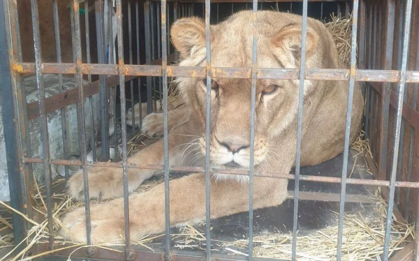 Из Краматорска спасли льва, которого покинули владельцы - 23 апреля 2022 :: Донеччина