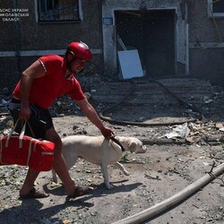 У Миколаєві в обстріляному Росією житловому будинку врятували собаку - Події