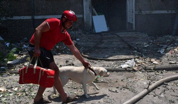 У Миколаєві в обстріляному Росією житловому будинку врятували собаку - Події
