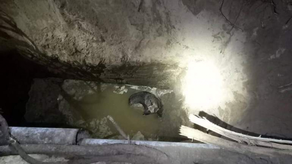 Впав до шестиметрової ями з водою: у Дніпрі врятували песика
