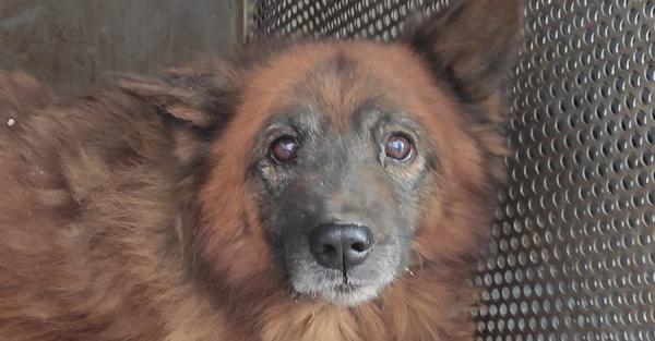 У Дніпрі рятують контуженого пса на прізвисько Крим, який чекав власників на руїнах будинку - Події
