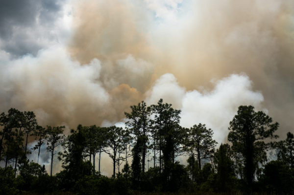 Еколог про пожежі на Кінбурнській косі: Відновлювати ліси тут немає сенсу - Події