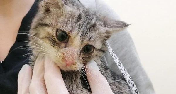У Києві врятували кошеня, що застрягло мордочкою на смітнику - Події