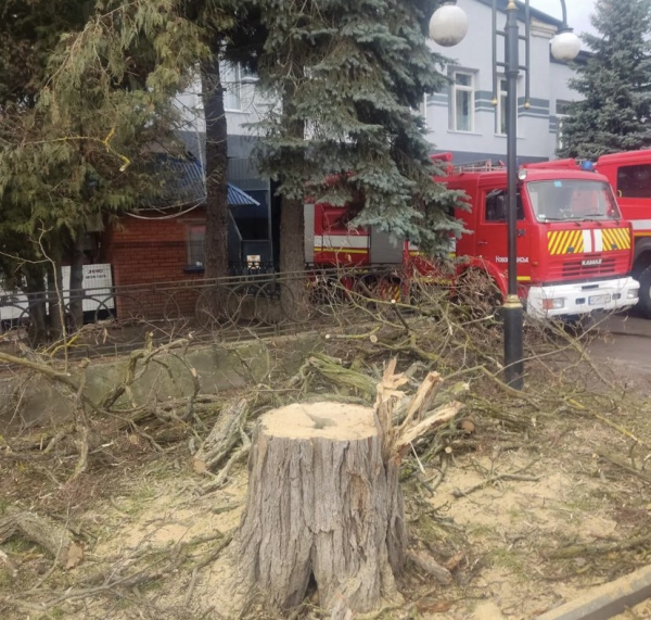 Комунальники надалі зрізають аварійні дерева у Нововолинську | Новини Нововолинська