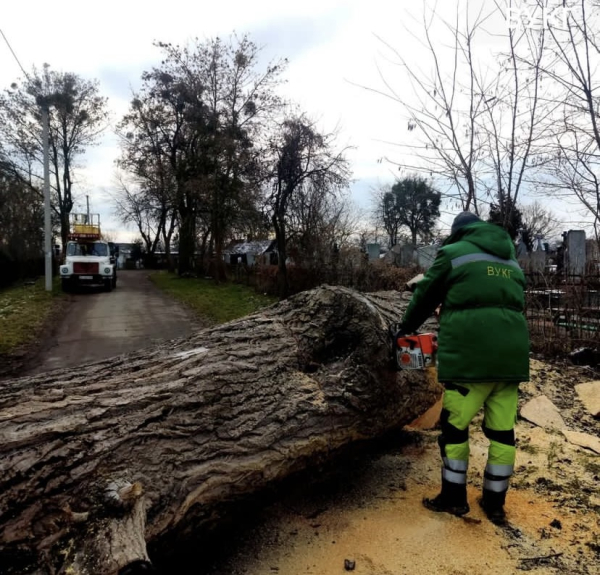Комунальники надалі зрізають аварійні дерева у Нововолинську | Новини Нововолинська