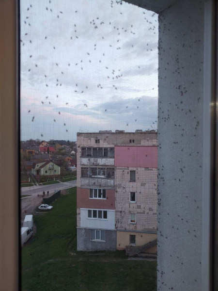 Фото дня: у Нововолинську мешканці повідомляють про нашестя комах | Новини Нововолинська