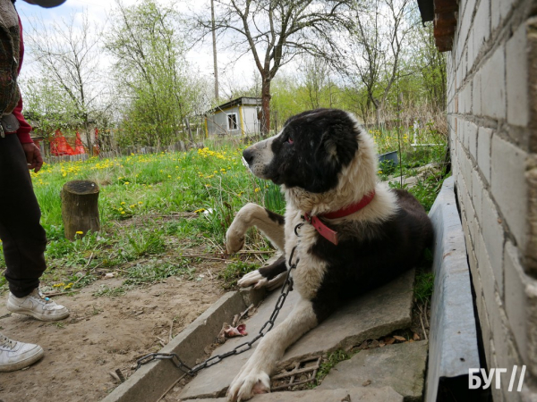 Тварини йдуть на поправку: Нововолинські дачники доглядають за алабаями, яких без води та їжі тримав горе-власник | Новини Нововолинська