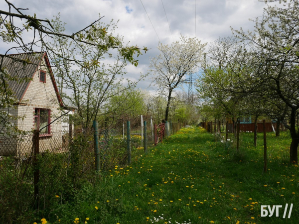 Тварини йдуть на поправку: Нововолинські дачники доглядають за алабаями, яких без води та їжі тримав горе-власник | Новини Нововолинська