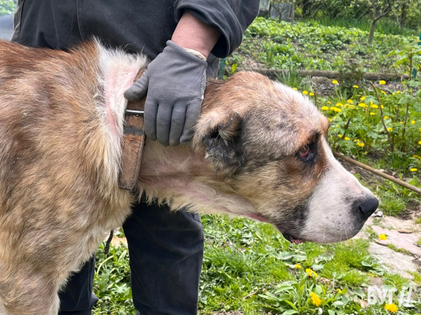 Тварини йдуть на поправку: Нововолинські дачники доглядають за алабаями, яких без води та їжі тримав горе-власник | Новини Нововолинська