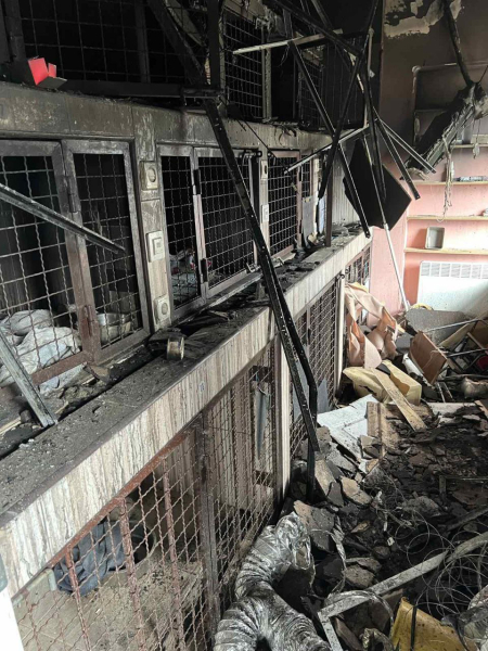 Працівниця ветклініки в Дніпрі, зруйнованої від обстрілу: Зробимо на цьому місці ще кращу, ніж була - Події