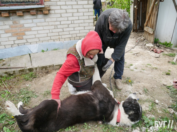 Тварини йдуть на поправку: Нововолинські дачники доглядають за алабаями, яких без води та їжі тримав горе-власник | Новини Нововолинська