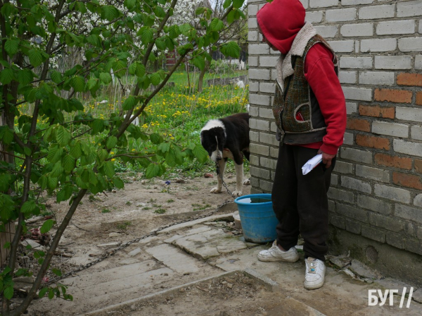 Тварини йдуть на поправку: Нововолинські дачники доглядають за алабаями, яких без води та їжі тримав горе-власник | Новини Нововолинська