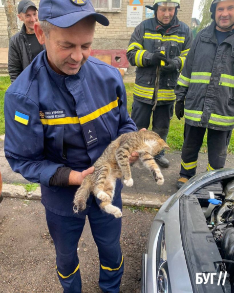 У Нововолинську врятували кота, який застряг в моторному відсіку автомобіля | Новини Нововолинська