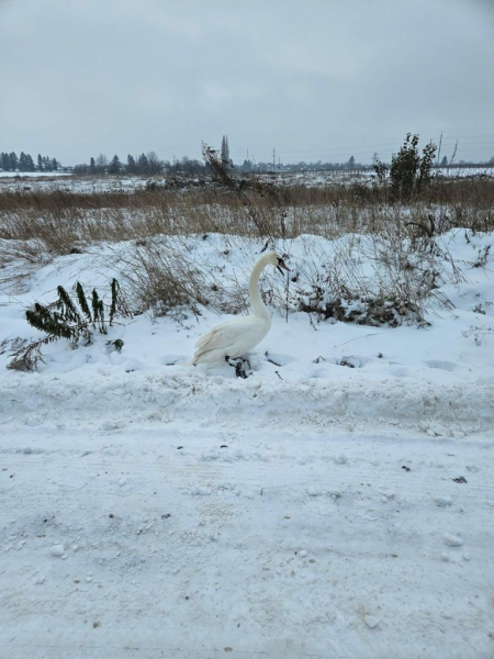 У Нововолинській громаді врятували травмованого лебедя | Новини Нововолинська