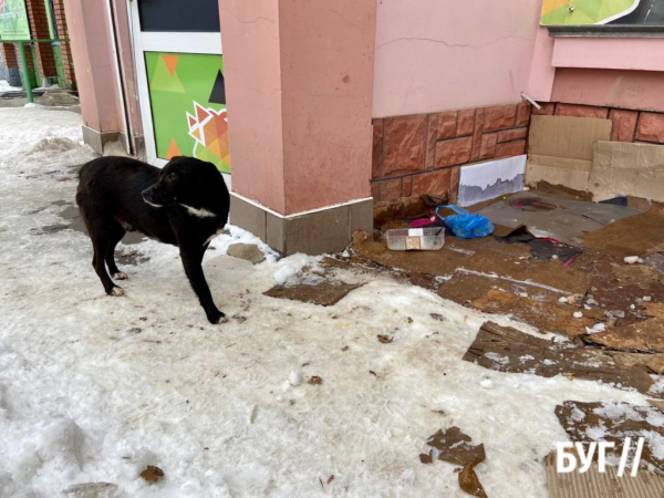 У Нововолинську жінка зруйнувала «пункт обігріву» для безхатніх тварин, який небайдужі мешканці облаштували власноруч | Новини Нововолинська
