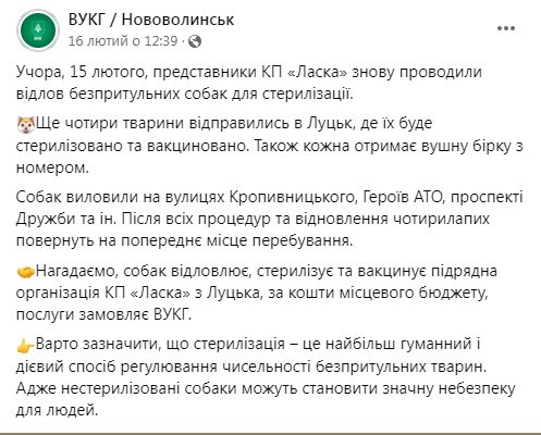 Що робити з безпритульними собаками у Нововолинську | Новини Нововолинська