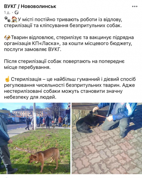 У Нововолинську на Шахтарському мікрорайоні собаки напали на жінку | Новини Нововолинська