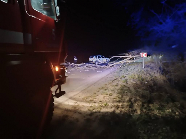 На трасі між Нововолинськом та Володимиром впало дерево і перекрило проїзд | Новини Нововолинська
