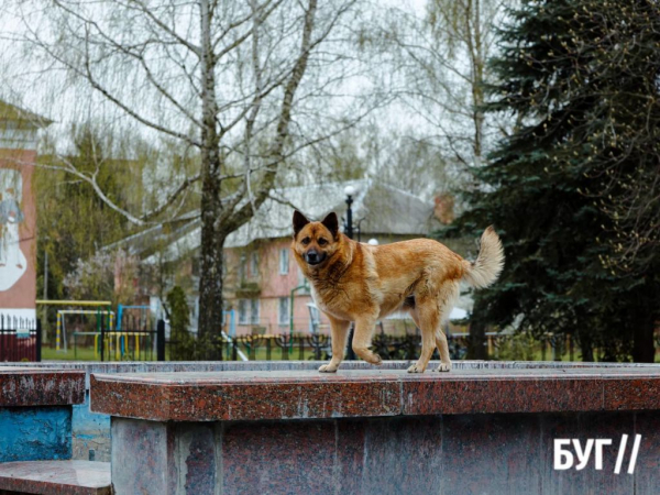 Місто буденне: квітневий дощ у Нововолинську | Новини Нововолинська