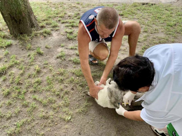 15 домашніх улюбленців провакцинували від сказу у Благодатному | Новини Нововолинська