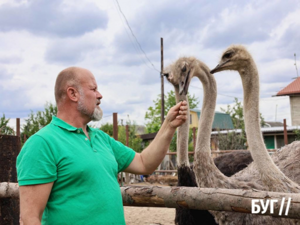 Страуси дісталися до Литовежа: нововолинець Ігор Мусій розповів про створення екзотичної ферми | Новини Нововолинська