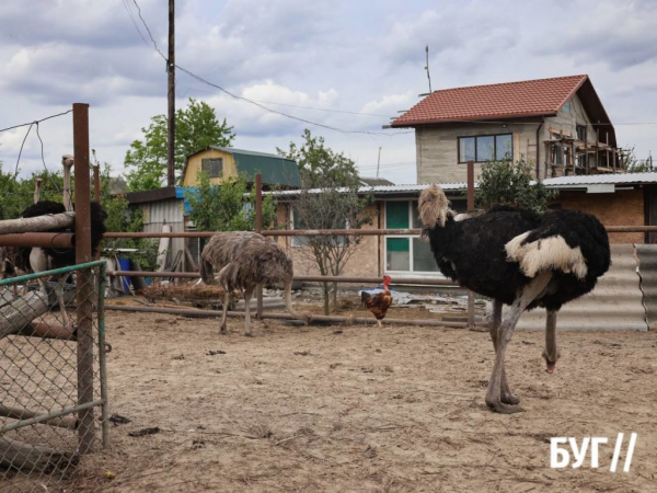 Страуси дісталися до Литовежа: нововолинець Ігор Мусій розповів про створення екзотичної ферми | Новини Нововолинська