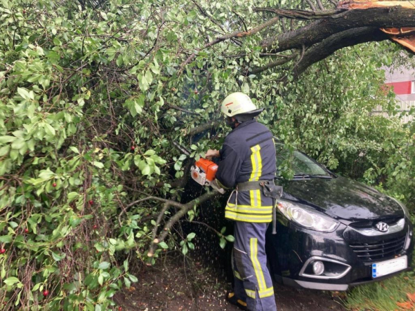 Наслідки грози у Володимирському районі: повалило гілки дерев на автомобілі | Новини Нововолинська