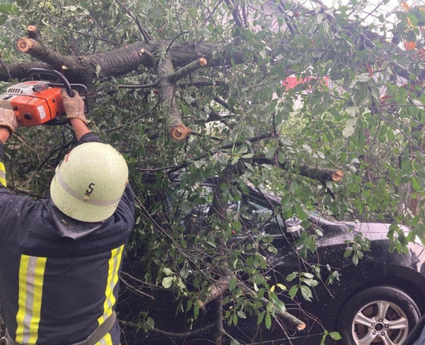 Наслідки грози у Володимирському районі: повалило гілки дерев на автомобілі | Новини Нововолинська