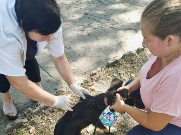 Осіння вакцинація: 17 тварин щепили від сказу у Благодатному | Новини Нововолинська