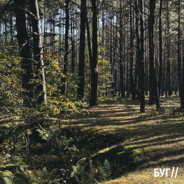 Грибний сезон у розпалі: фоторепортаж лісових дарунків поблизу Нововолинська | Новини Нововолинська