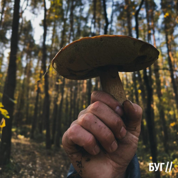 Грибний сезон у розпалі: фоторепортаж лісових дарунків поблизу Нововолинська | Новини Нововолинська