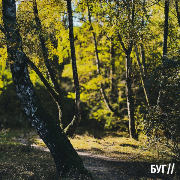 Грибний сезон у розпалі: фоторепортаж лісових дарунків поблизу Нововолинська | Новини Нововолинська