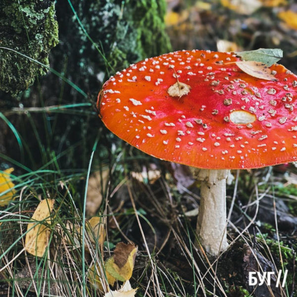 Грибний сезон у розпалі: фоторепортаж лісових дарунків поблизу Нововолинська | Новини Нововолинська