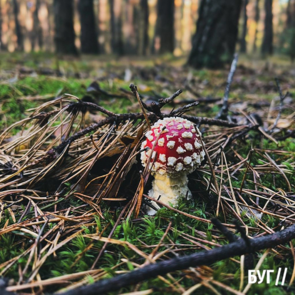 Грибний сезон у розпалі: фоторепортаж лісових дарунків поблизу Нововолинська | Новини Нововолинська