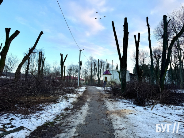 Фото дня: у парку Нововолинська триває санітарна обрізка дерев | Новини Нововолинська