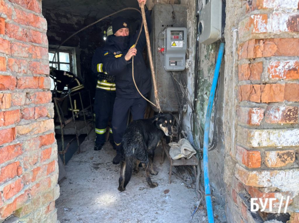 Рятувальники дістали собаку з каналізаційної ями у Нововолинську | Новини Нововолинська