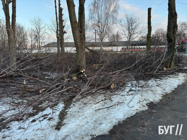 Фото дня: у парку Нововолинська триває санітарна обрізка дерев | Новини Нововолинська