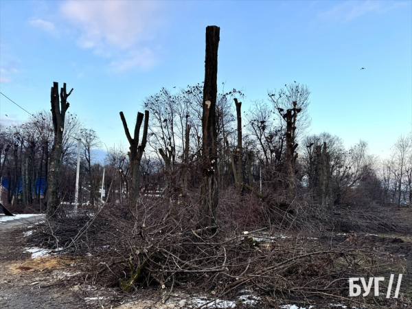 Фото дня: у парку Нововолинська триває санітарна обрізка дерев | Новини Нововолинська