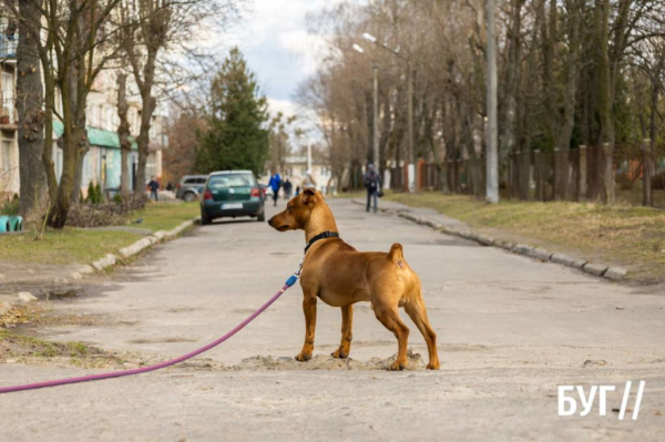 Місто буденне: у Нововолинськ завітала справжня весна | Новини Нововолинська