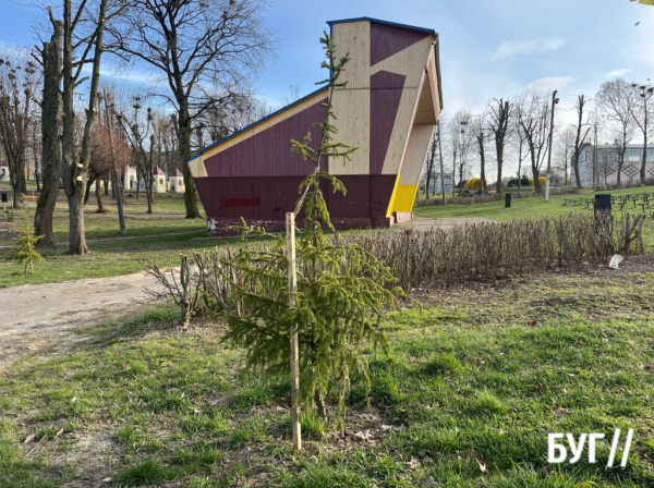 У Нововолинську висадили нові дерева в парку | Новини Нововолинська У Нововолинську висадили нові дерева в парку | Новини Нововолинська