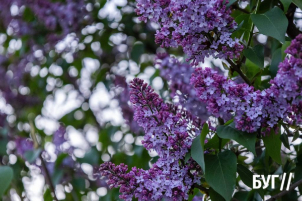 Фото дня: у Нововолинську стартував сезон цвітіння бузку | Новини Нововолинська
