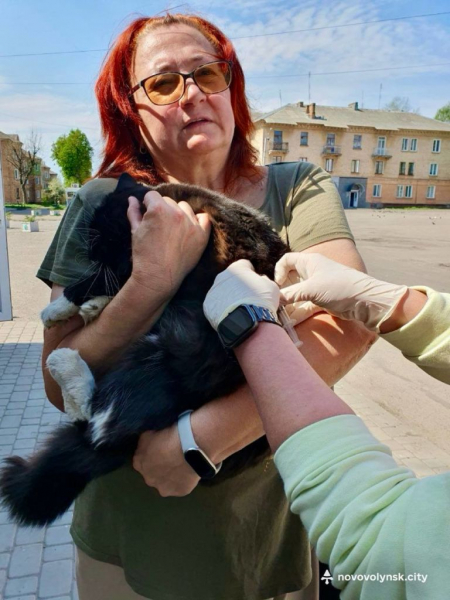 У Нововолинській громаді безкоштовно вакцинували домашніх тварин від сказу | Новини Нововолинська