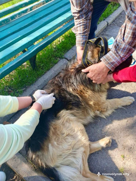 У Нововолинській громаді безкоштовно вакцинували домашніх тварин від сказу | Новини Нововолинська