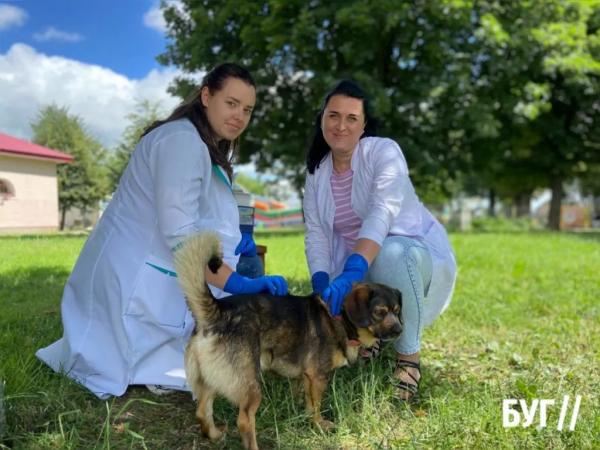 У Нововолинській громаді безкоштовно вакцинували домашніх тварин від сказу | Новини Нововолинська