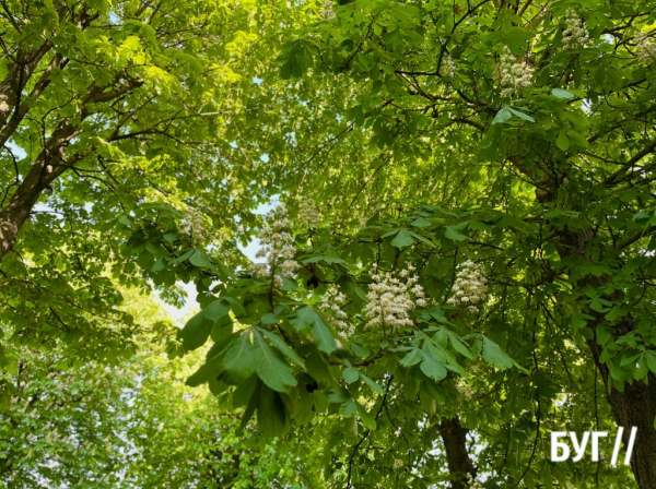 Фото дня: у Нововолинську цвітуть каштани | Новини Нововолинська Фото дня: у Нововолинську цвітуть каштани | Новини Нововолинська